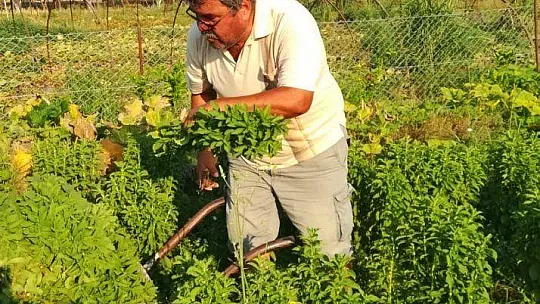 'Şeker Otları' Çiftçinin Cebini Tatlandıracak