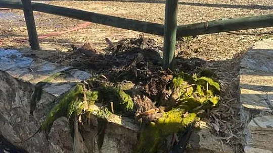 Belediye, dere yataklarını temizledi