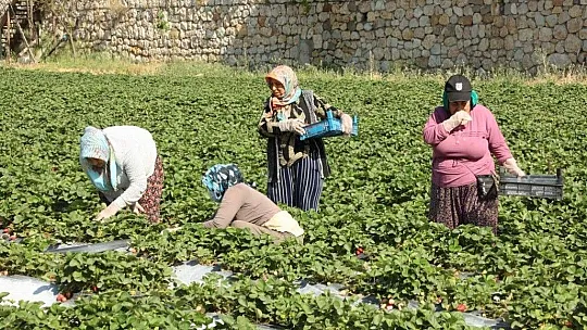 Belediye, tezgaha çıkarılamayan ürünleri halka ulaştırıyor