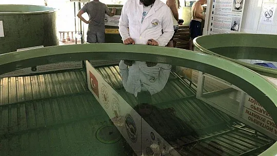 Belek'te kurtarılan Caretta'lar tedaviye alındı
