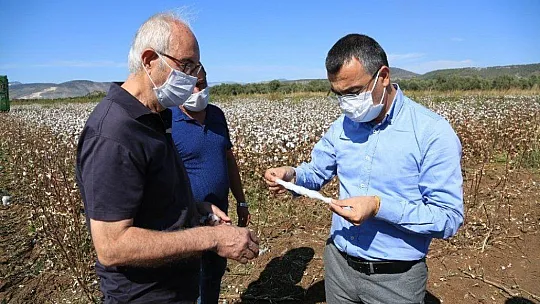 Beyaz altında hasat dönemi başladı