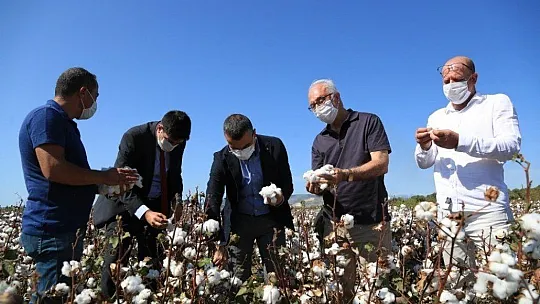 Beyaz altında hasat dönemi başladı