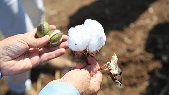 Beyaz altında hasat dönemi başladı