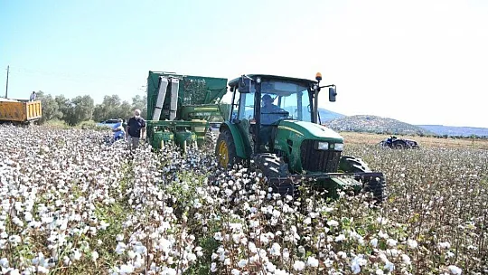 Beyaz altında hasat dönemi başladı