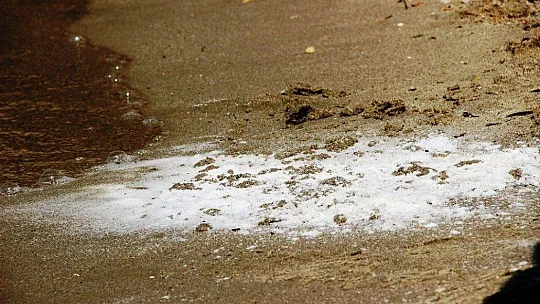 Beyaz kumun zararları gözler önüne serildi