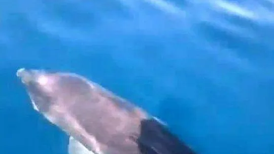 Bir taraftan yunuslar, bir taraftan fok balıkları şov yaptı