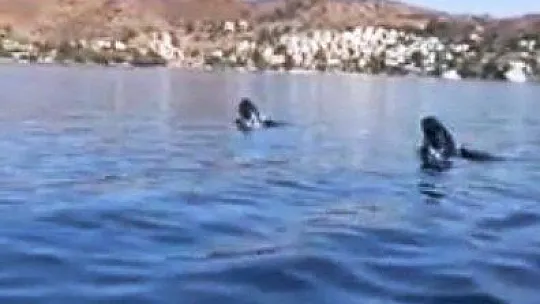 Bir taraftan yunuslar, bir taraftan fok balıkları şov yaptı