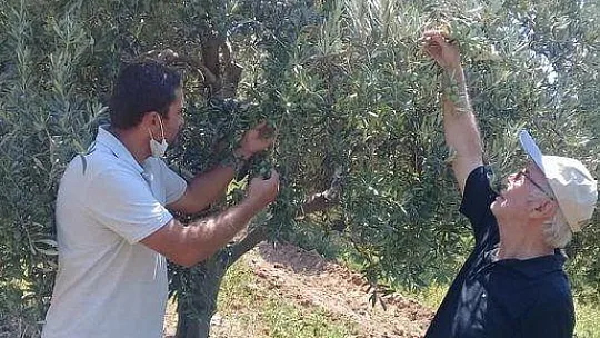 Bitki besleme ve akdeniz sineği zararlısına dikkat