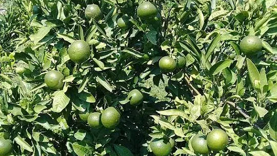 Bitki besleme ve akdeniz sineği zararlısına dikkat