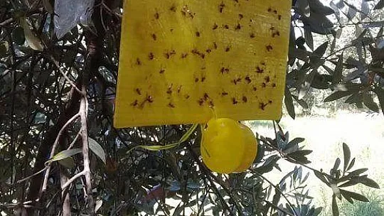 Bitki besleme ve akdeniz sineği zararlısına dikkat