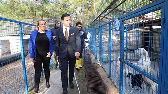 Bodrum Belediyesi barınaklarında can dostlar emin ellerde