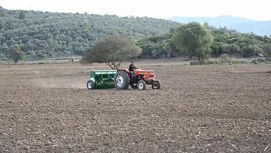 Bodrum Belediyesi Karakılçık Buğdayı ve Kanola tohumlarını toprakla buluşturdu