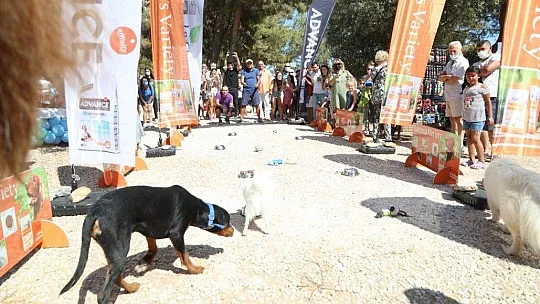 Bodrum Belediyesi'nden 'can dostları şenliği'