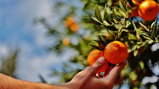 Bodrum Belediyesi'nden Bodrum mandalinasına alım garantisi