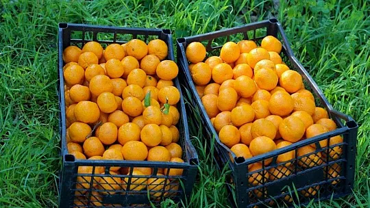 Bodrum Belediyesi'nden Bodrum mandalinasına alım garantisi