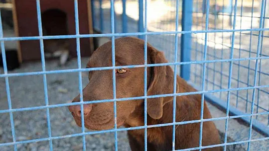 Bodrum Belediyesi'nden sahiplenme çağrısı