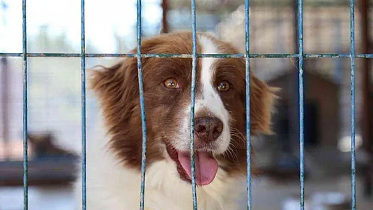 Bodrum Belediyesi'nden sahiplenme çağrısı