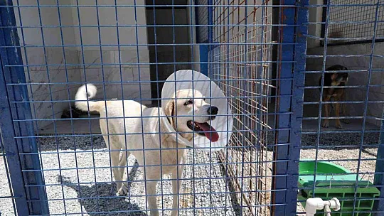 Bodrum Belediyesi'nden sahiplenme çağrısı
