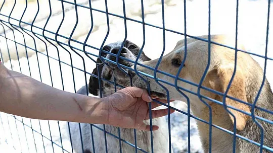 Bodrum Belediyesi'nden sahiplenme çağrısı