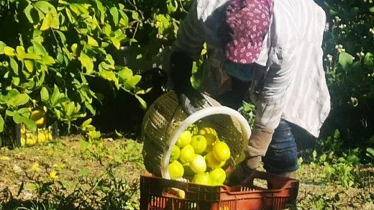 Bodrum Belediyesi üreticiye destek olmaya devam ediyor