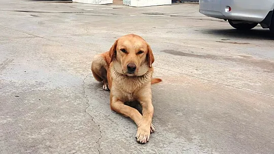 Bodrum Belediyesi ve STK'lardan sokak hayvanları için ortak proje