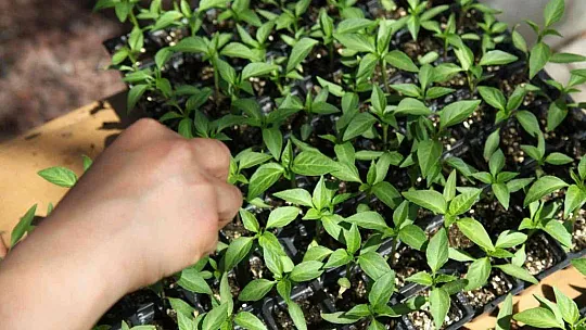 Bodrum'da 142 bin hibe fide üreticiyle buluştu