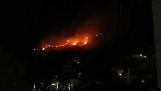 Bodrum'da 2 hektar alan yanında zarar gördü