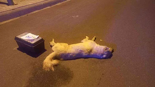 BODRUM'DA 3 KÖPEK ÖLMÜŞ OLARAK BULUNDU