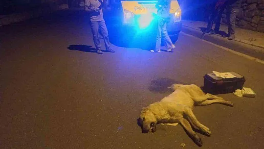 BODRUM'DA 3 KÖPEK ÖLMÜŞ OLARAK BULUNDU