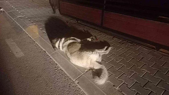 BODRUM'DA 3 KÖPEK ÖLMÜŞ OLARAK BULUNDU