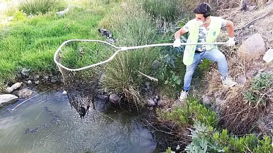Bodrum'da 300 kaplumbağa için kurtarma operasyonu