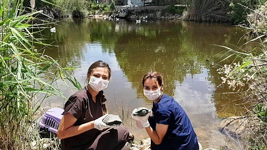 Bodrum'da 300 kaplumbağa için kurtarma operasyonu