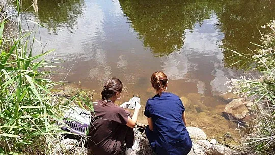 Bodrum'da 300 kaplumbağa için kurtarma operasyonu