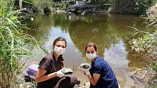 Bodrum'da 300 kaplumbağa için kurtarma operasyonu