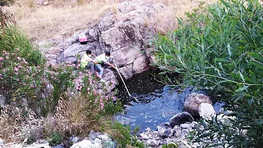 Bodrum'da 300 kaplumbağa için kurtarma operasyonu
