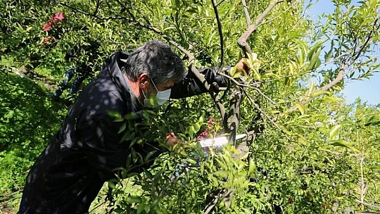 Bodrum'da 750 hektar Turunçgil alanı 450 hektara düştü