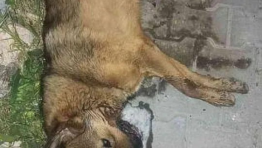Bodrum'da 9 hayvanın zehirlenerek öldürülmesiyle ilgili soruşturma başlatıldı