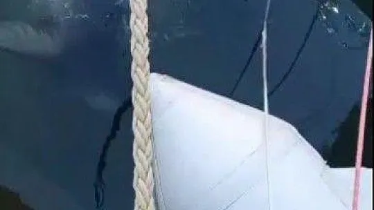 Bodrum'da Akdeniz Foku sürprizi