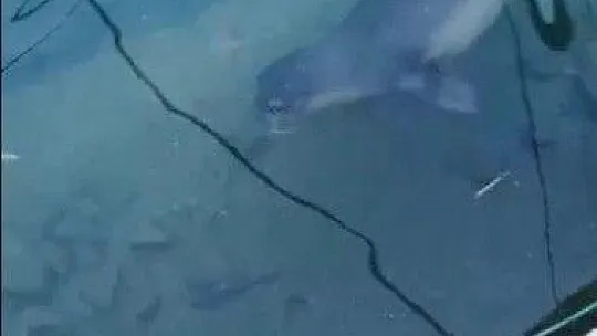 Bodrum'da Akdeniz Foku sürprizi