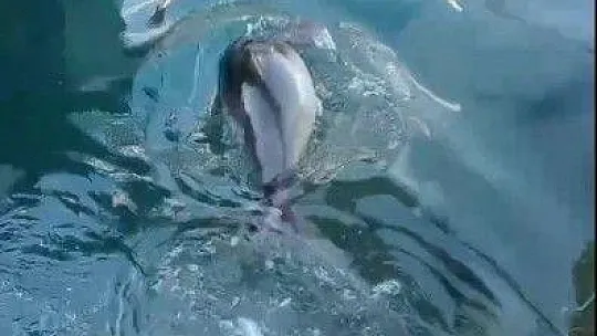 Bodrum'da Akdeniz Foku sürprizi
