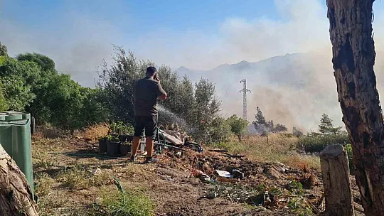 Ali Kelle Ormanı kül oldu