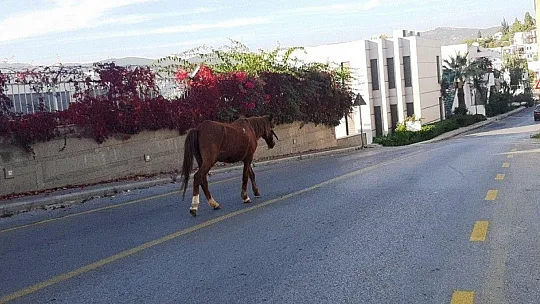 Bodrum'da başıboş at trafiği birbirine kattı
