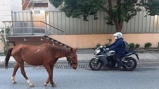 Bodrum'da başıboş at trafiği birbirine kattı