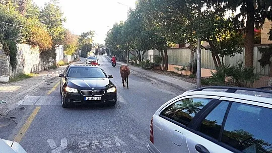 Bodrum'da başıboş at trafiği birbirine kattı