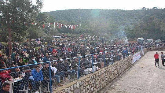 Bodrum'da deve güreşlerine yoğun ilgi
