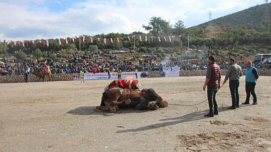 Bodrum'da deve güreşlerine yoğun ilgi