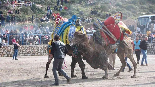 Bodrum'da deve güreşlerine yoğun ilgi