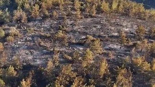 Bodrum'da gece çıkan orman yangını, sabah kontrol altına alındı
