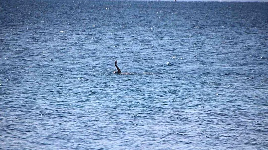 Bodrum'da güneşi gören sahile koştu