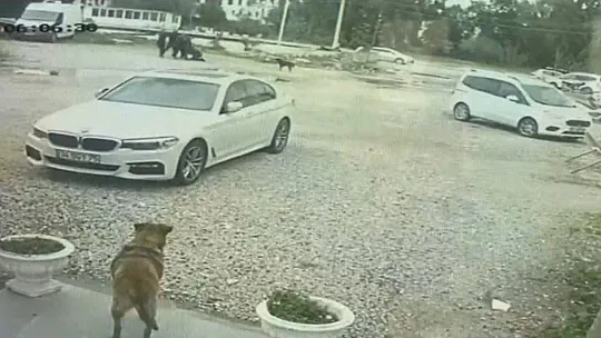 Bodrum'da güpegündüz öldüresiye darp